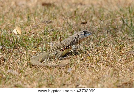 Ortak kelebek kertenkele (leiolepis Belliana)