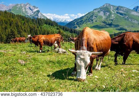 Cows In A Mountain Field. La Clusaz, Haute-savoie, France