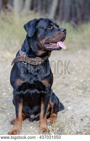 Rottweiler. Full-length Portrait Of A Rottweiler Dog. Adult Male Sitting In Front Of A Blurry Brown-