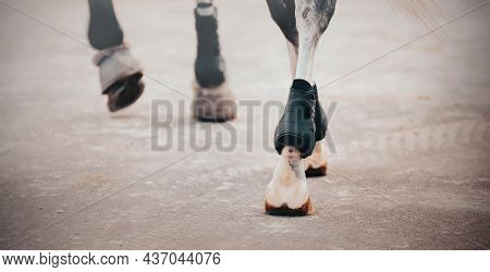 A Rear View Of An Elegant Gray Horse With Bandages On Its Feet, Which Steps With Hooves On The Stree