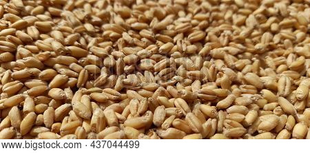 Beautiful, Amazing And Good Looking Image Of Wheat.