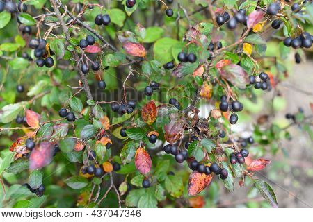 Cotoneaster Lucidus (hedge Cotoneaster)  Berries Growing In Russian Far East. Autumn