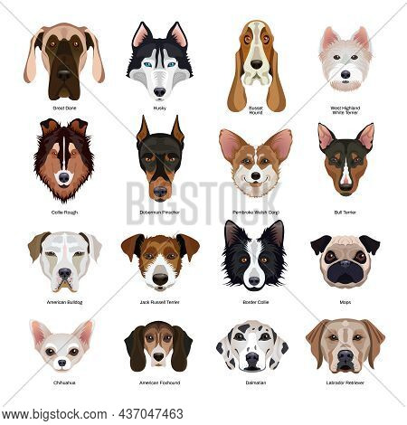 Cute Dogs Faces Of Various Breeds Flat Set With Collie Labrador Doberman Chihuahua Pugdog Terrier Hu