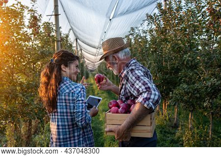 Two Farmers Walking In Orchard And Talking. Father Holding Crate With Ripe Apples And Daughter Worki