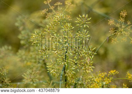 Close Up Of Yellow Plant Pimpinella Anisum In Garden