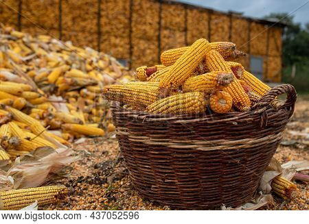 Close Up Of Wooden Basket Full Of Corn Cobs In Front Of Barn On Animal Farm