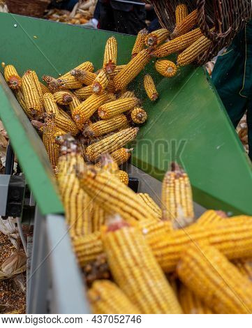 Elevator Lifting Corn Cobs Into Storage In Barn On Animal Farm