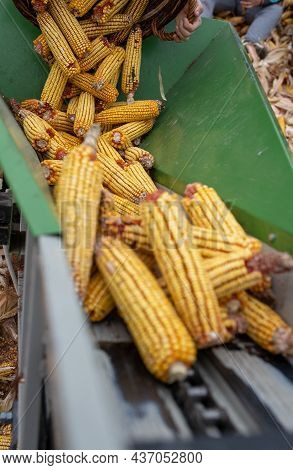 Elevator Lifting Corn Cobs Into Storage In Barn On Animal Farm