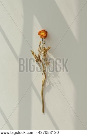 Dry orange ranunculus on a greenbackground