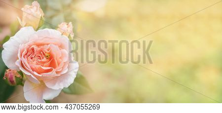 Ladybug On Rose Bouton, Spring Banner With Free Space For Text, Soft Focus Flower Background