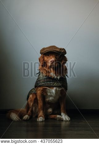 Stylish Brown Nova Scotia Duck Tolling Retriever In A Checkered Brown Cap And A Green Cape. Dog Dres