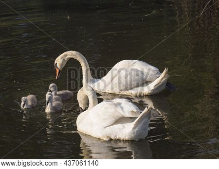 Couple Of White Mute Swans, Cygnus Olor With Four Small Cute Chicks Swimming On Brown Green Water Su