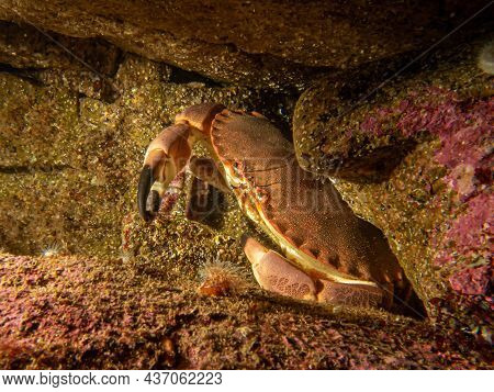 A Closeup Picture Of A Cancer Pagurus, Also Known As Edible Crab Or Brown Crab. Picture From The Wea