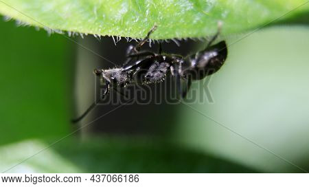 Horizontal Macro Shot Of A Big Black Ant Walking Upside Down On A Green Leaf During A Bright Day In 