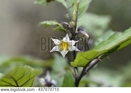 Bitter Tomato Flower - Latin Name - Solanum Aethiopicum