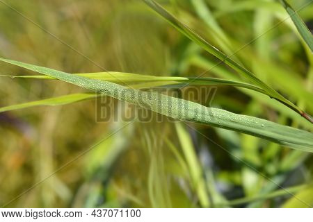 Hakone Grass Leaves - Latin Name - Hakonechloa Macra