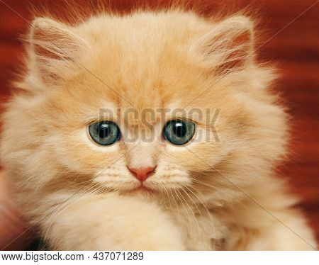 Small Blond Kitten With Blue Eyes