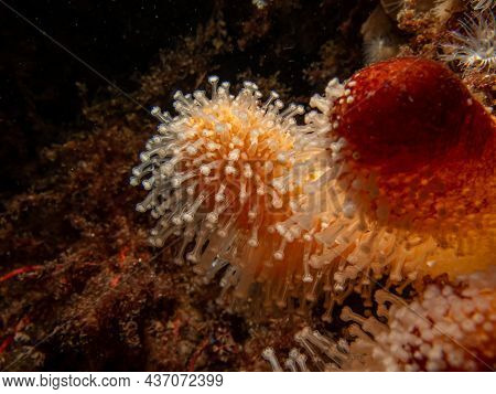 A Closeup Picture Of A Feeding Soft Coral Dead Mans Fingers Or Alcyonium Digitatum. Picture From The
