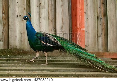 Pavo Is A Genus Of Large Birds In The Phasianidae Family.
