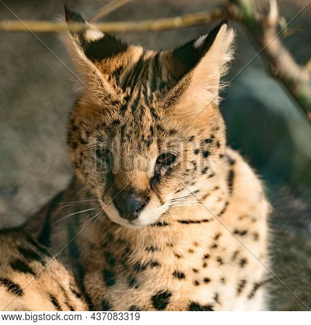Predatory African Mammal Of The Genus Caracal Family Felidae.