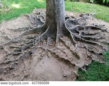 The Part Of A Plant Which Attaches It To The Ground Or To A Support