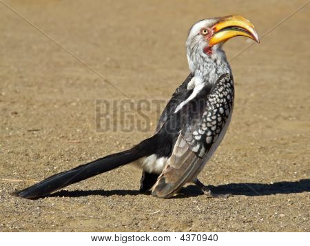 Yellow-billed Hornbill