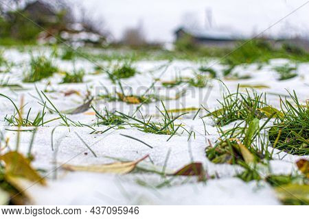 Selective Focus. Green Spots Of Grass From Under The Snow Melting In Spring. The First Snow In The F