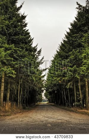 Træ-foret vej