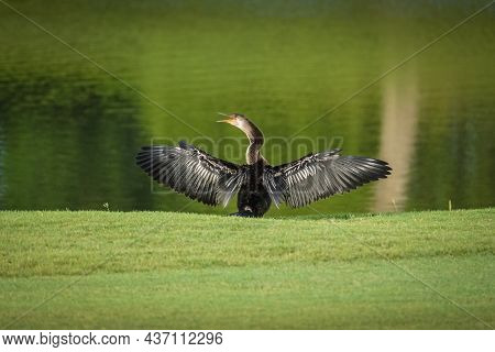 Florida Anhinga Spreading Wings