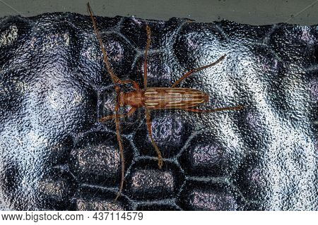 Typical Longhorn Beetle Of The Species Eburodacrys Dubitata