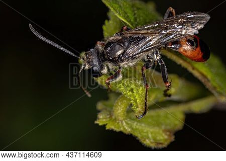 Adult Thread-waisted Wasp Of The Genus Prionyx