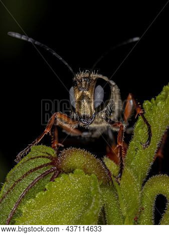 Adult Thread-waisted Wasp Of The Genus Prionyx