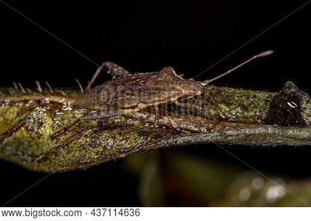Adult Scentless Plant Bug Of The Genus Harmostes
