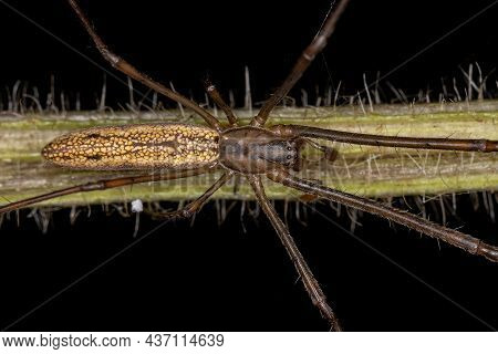 Adult Long-jawed Orbweaver Spider Of The Genus Tetragnatha
