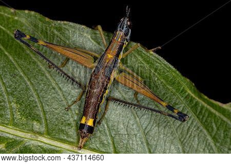 Female Monkey Grasshopper Nymph Of The Species Temnomastax Hamus