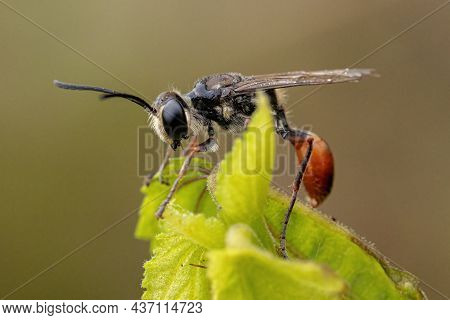 Adult Thread-waisted Wasp Of The Genus Prionyx