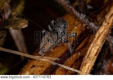 Small Jumping Spider Of The Subtribe Freyina