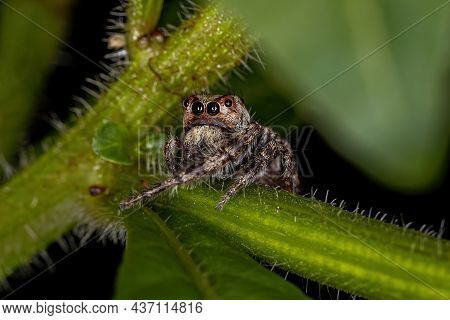 Small Jumping Spider Of The Subtribe Dendryphantina