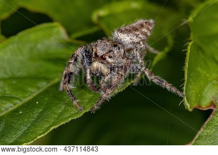 Small Jumping Spider Of The Subtribe Dendryphantina