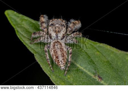 Small Jumping Spider Of The Subtribe Dendryphantina