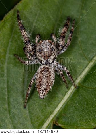 Small Jumping Spider Of The Subtribe Dendryphantina