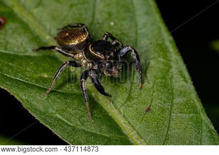 Small Jumping Spider Of The Subtribe Dendryphantina