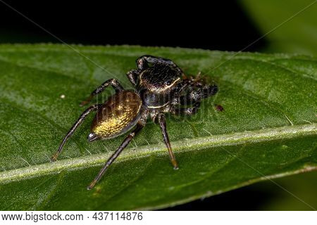 Small Jumping Spider Of The Subtribe Dendryphantina