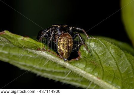 Small Jumping Spider Of The Subtribe Dendryphantina