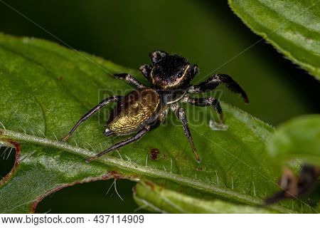 Small Jumping Spider Of The Subtribe Dendryphantina