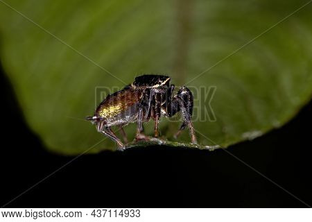 Small Jumping Spider Of The Subtribe Dendryphantina