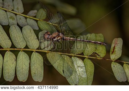 Female Adult Dragonfly Insect Of The Genus Macrothemis