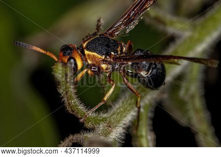 Adult Potter Wasp Of The Subfamily Eumeninae