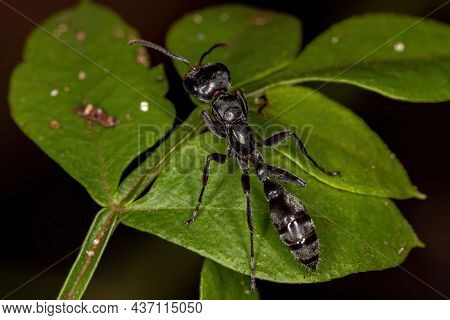 Adult Female Twig Ant Of The Genus Pseudomyrmex