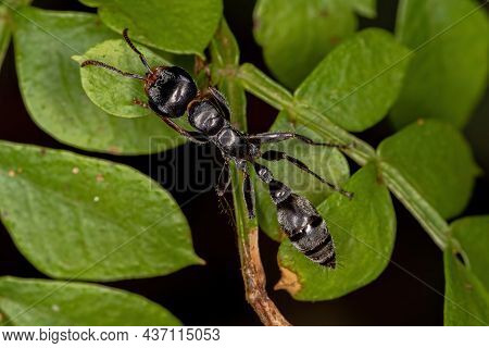 Adult Female Twig Ant Of The Genus Pseudomyrmex